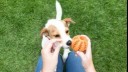  dog being given a treat dispensing toy