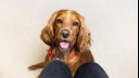 spaniel looking at his owner