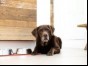 Labrador next to water bowl