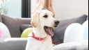 Yellow labrador at home with mouth open