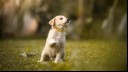 Puppy in the grass