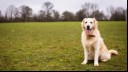 Dog sitting in a field