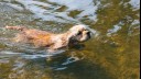 Dog swimming in river