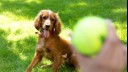 Dog waiting to play with tennis ball