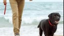 man and dog walking on a beach