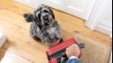 Grey dog sitting next to a red suitcase