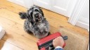 dog looking up at owner with suitcase