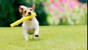 Small dog running with yellow toy