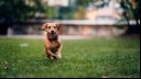 Dog running on the grass