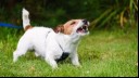 Jack Russell aggressive growling