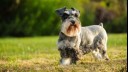 Grey dog standing in a field