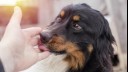 dog licking owner's hand