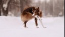 fluffy brown dog biting her tale in the snow