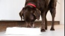 Senior dog eating from bowl