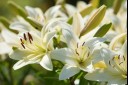 are lilies poisonous to dogs