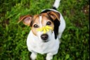 dog with flower on its face