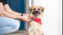 Dog wearing bandana around neck