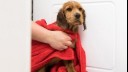 small wet dog being wrapped in a towel