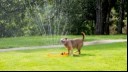 Dog getting cooled with a water sprinkler