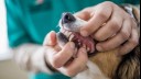 dog getting dental check