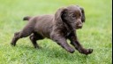 Cocker spaniel puppy running and happy