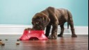 Labrador puppy eating from a pet dish