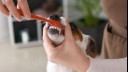 jack russell having teeth brushed