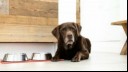 senior chocolate labrador lying next to food bowls