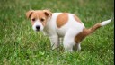 puppy with patches pooping on the grass