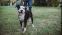 black and white dog wearing a lead with owner behind