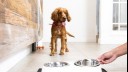 Dog waiting to eat food by bowl