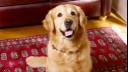 golden retriever sitting on a red rug