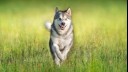 husky running through a field