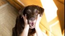 woman holding chocolate labrado's face