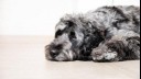 grey dog lying on floor