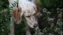 White and brown dog sniffing flowers.