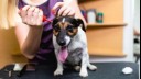 Vet cleaning a small dog's ear