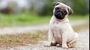 pug puppy sitting outside