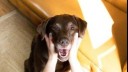 Chocolate Labrador with owner holding mouth open.