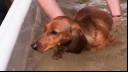 Dog bathing in the bath