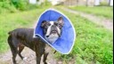 small dog wearing a soft cone collar