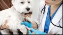 White dog feeling calm while vet taking blood sample