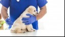 Canine Parvovirus: What Is Parvo & Can Humans Get It