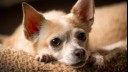 Chihuahua resting on a blanket