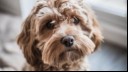 Cockapoo puppy looking at camera