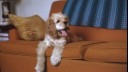 Happy cocker spaniel sitting on the couch