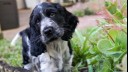 Close up of a Cocker Spaniel in the garden