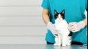 Black and white cat sitting on a vet table.