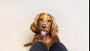 Brown Spaniel with red collar and tongue out.