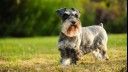 Scottish Terrier running on grass.